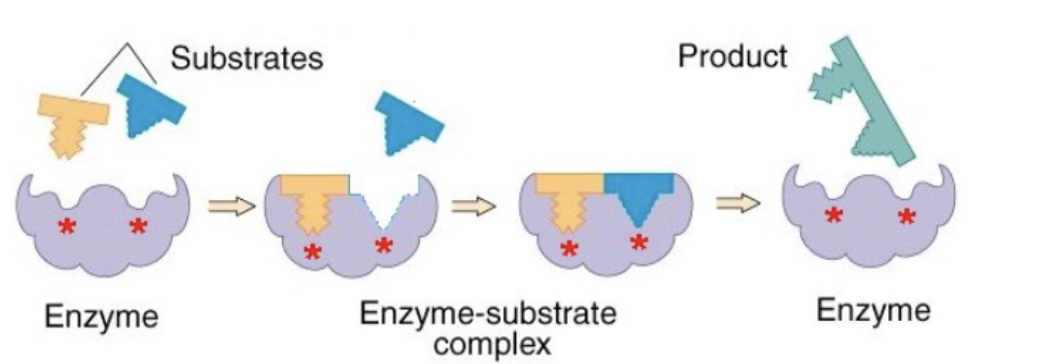 <p>what hypothesis is this </p>