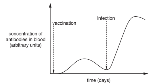 <p>L primary, (just) after vaccination / when the person is vaccinated and secondary, (just) after infection / when the person is infected ✓ primary P slow(er) / delayed, response because of, clonal selection / clonal expansion / production of antibodies ✓ Secondary S quick(er) response / shorter lag time / more antibodies produced, because of, memory cells / immunological memory ✓</p>