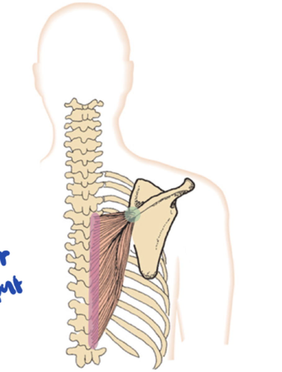 <p>spine of scapula</p>