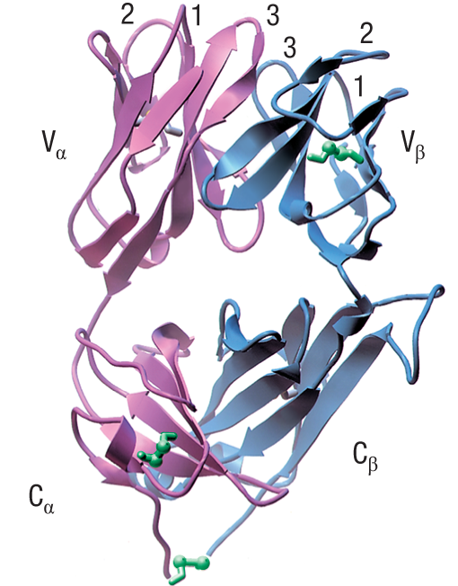 <p>The TCR is a heterodimer of two transmembrane glycoprotein chains: α and β.</p><ul><li><p class="">Each chain has two extracellular Ig-like domains: one variable (V) and one constant (C).</p></li><li><p class="">A short stalk connects the Ig-like domains to the membrane and includes a cysteine residue that forms an interchain disulfide bond.</p></li><li><p class="">The transmembrane regions contain positively charged (basic) residues, which are unusual in hydrophobic membrane segments.</p><ul><li><p class="">α chain: 2 basic residues</p></li></ul><ul><li><p class="">β chain: 1 basic residue</p></li></ul></li><li><p class="">These residues are essential for assembly with CD3 complex proteins, forming the full TCR complex.</p></li></ul><p></p>