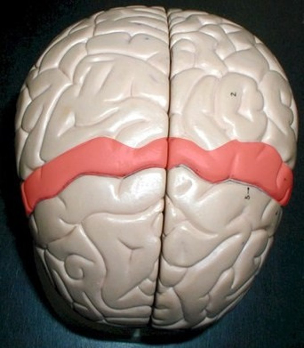 <p>Primary somatosensory cortex; processes touch and pressure.</p>