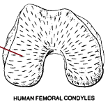 <p>collagen is ___________ meaning it has different mechanical properties when loaded along different axes&nbsp;</p>