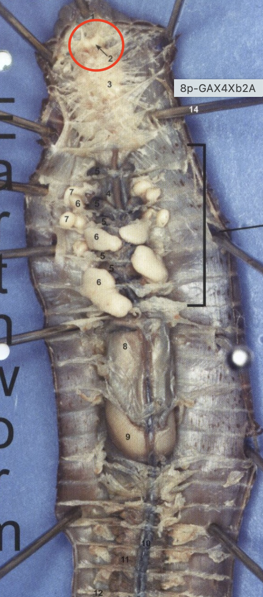 <p>Earthworm: brain</p>