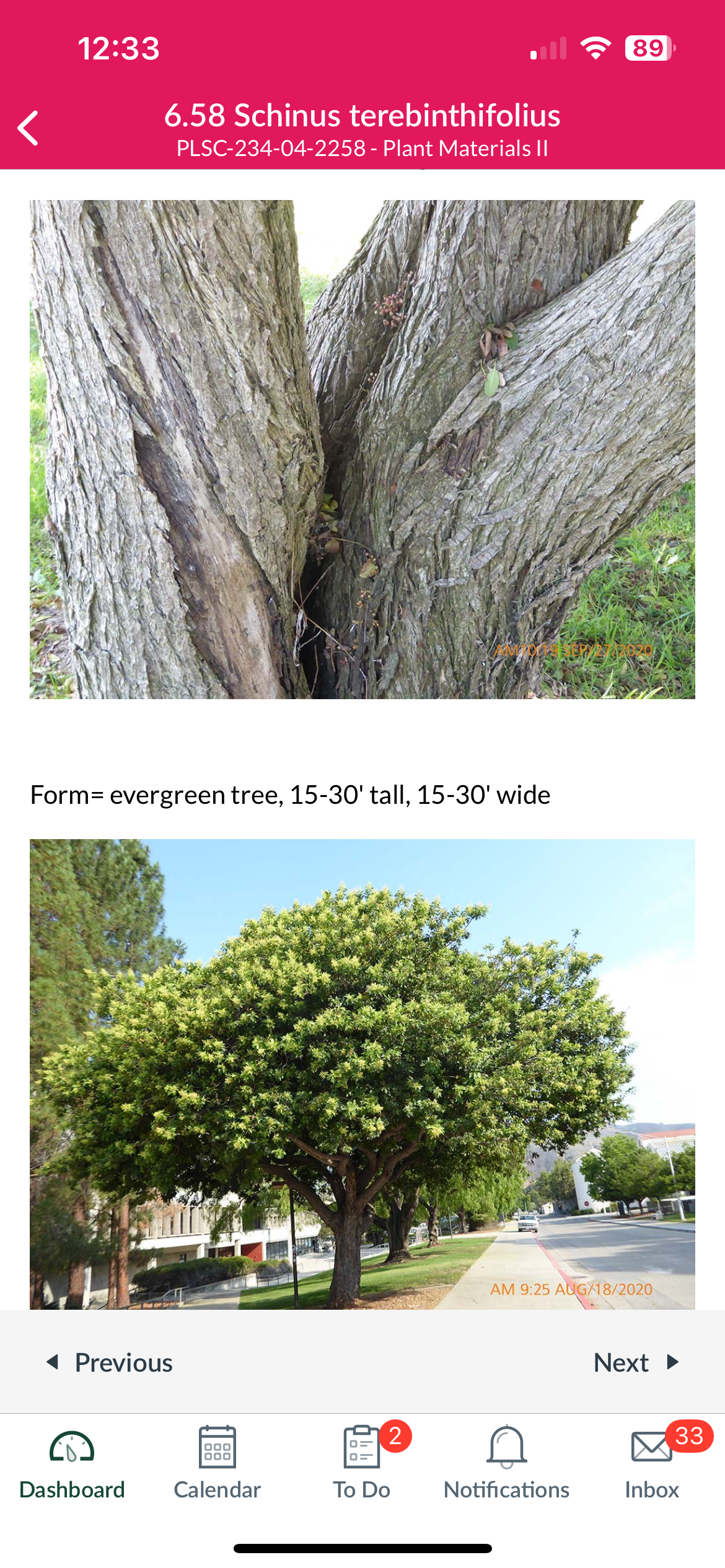 <p>Brazilian pepper tree</p>