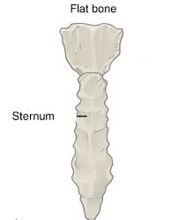 <p>what are flat bones and where are they found?</p>