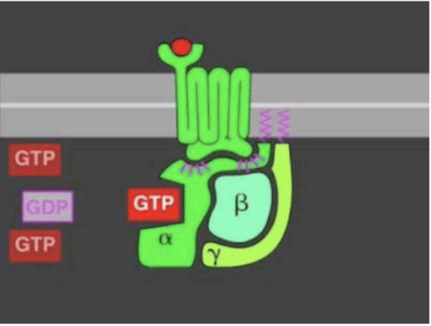 <p>- heterotrimeric G protein</p><p>- GTP for GDP</p><p>- dissociation </p><p>- downstream signals</p>