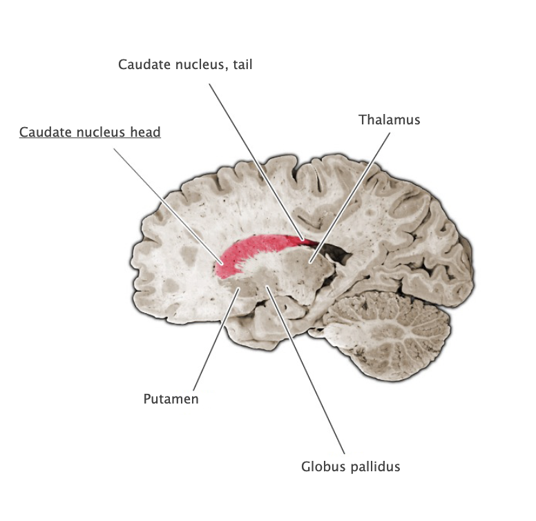 <p>Caudate nucleus tail</p>