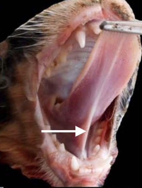 <p>Membrane securing the tongue to the floor of the mouth</p>