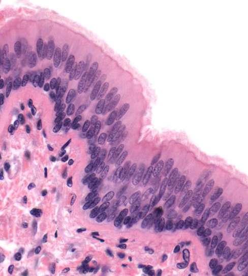 <p>Identify!</p>