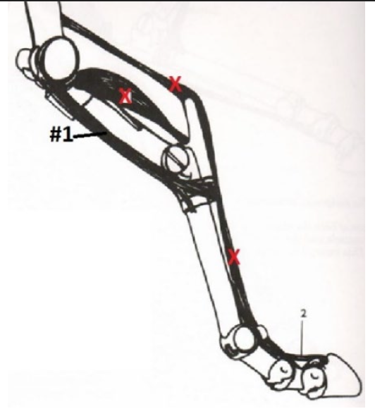 <p>What is this muscle? What joints does it move? Where does it originate and insert? (1)</p>