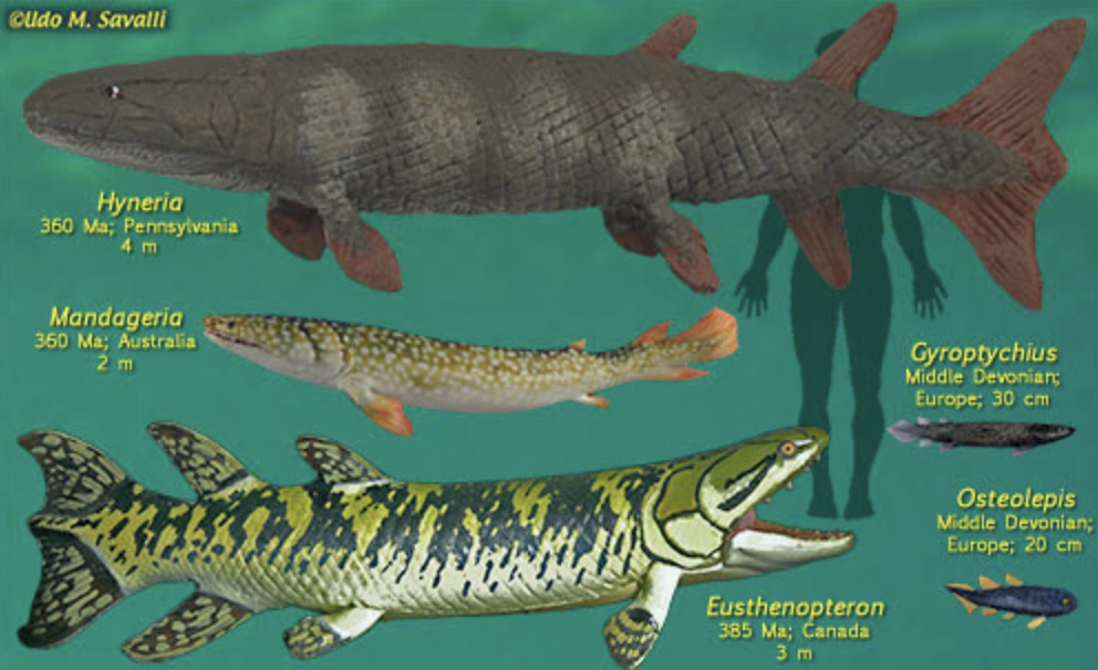 <p>Lungfishes (in lobed finned fish category)</p>