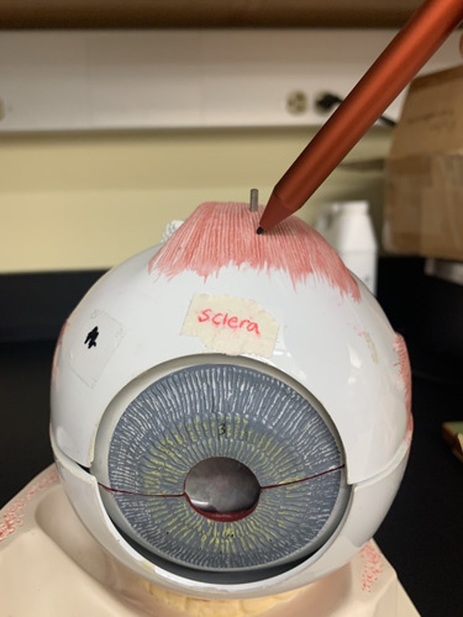 <p>Origin: common tendinous ring</p><p>Insertion: superior sclera of eye</p><p>Action: elevates front of eye</p><p></p>