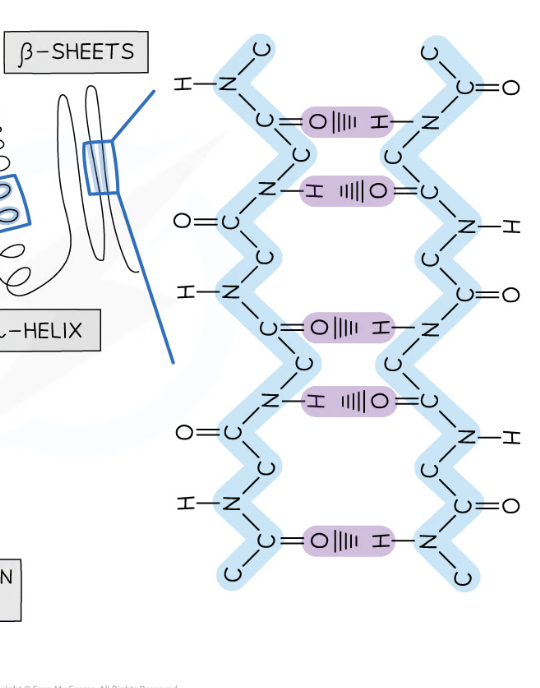 <p>two parts of polypeptide chain are parallel to each other </p>