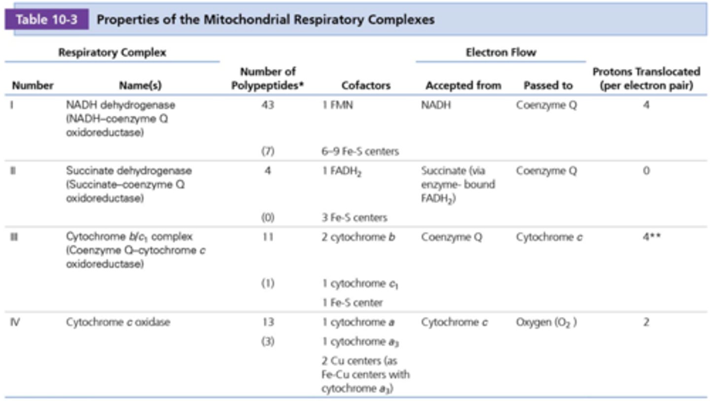 <p>NADH- coenzyme Q oxidoreductase</p><p>succinaat dehydrogenase</p><p>coenzyme Q-cytochrome c oxidoreductase</p><p>cytochrome c oxidase</p><p>(zo heeft zij het gezegd in het HC)</p><p>ademhalingscomplex 1,3 en 4 maken deel uit van het supramoleculair complex</p>