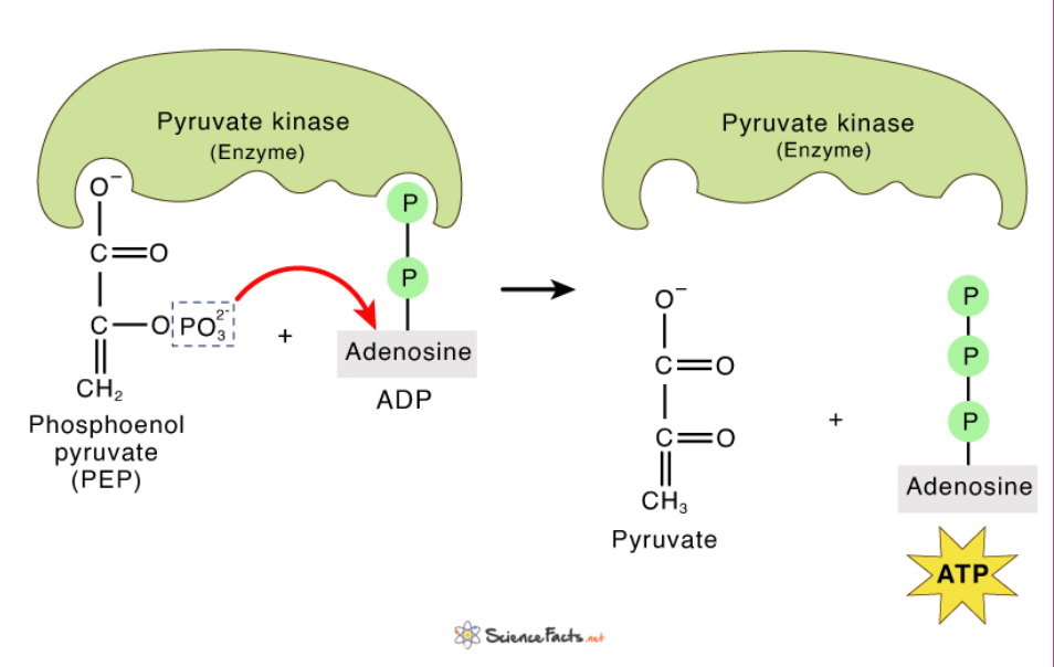 <p>The enzyme-catalyzed formation of ATP by direct transfer of a phosphate group to ADP from an intermediate substrate in catabolism</p>