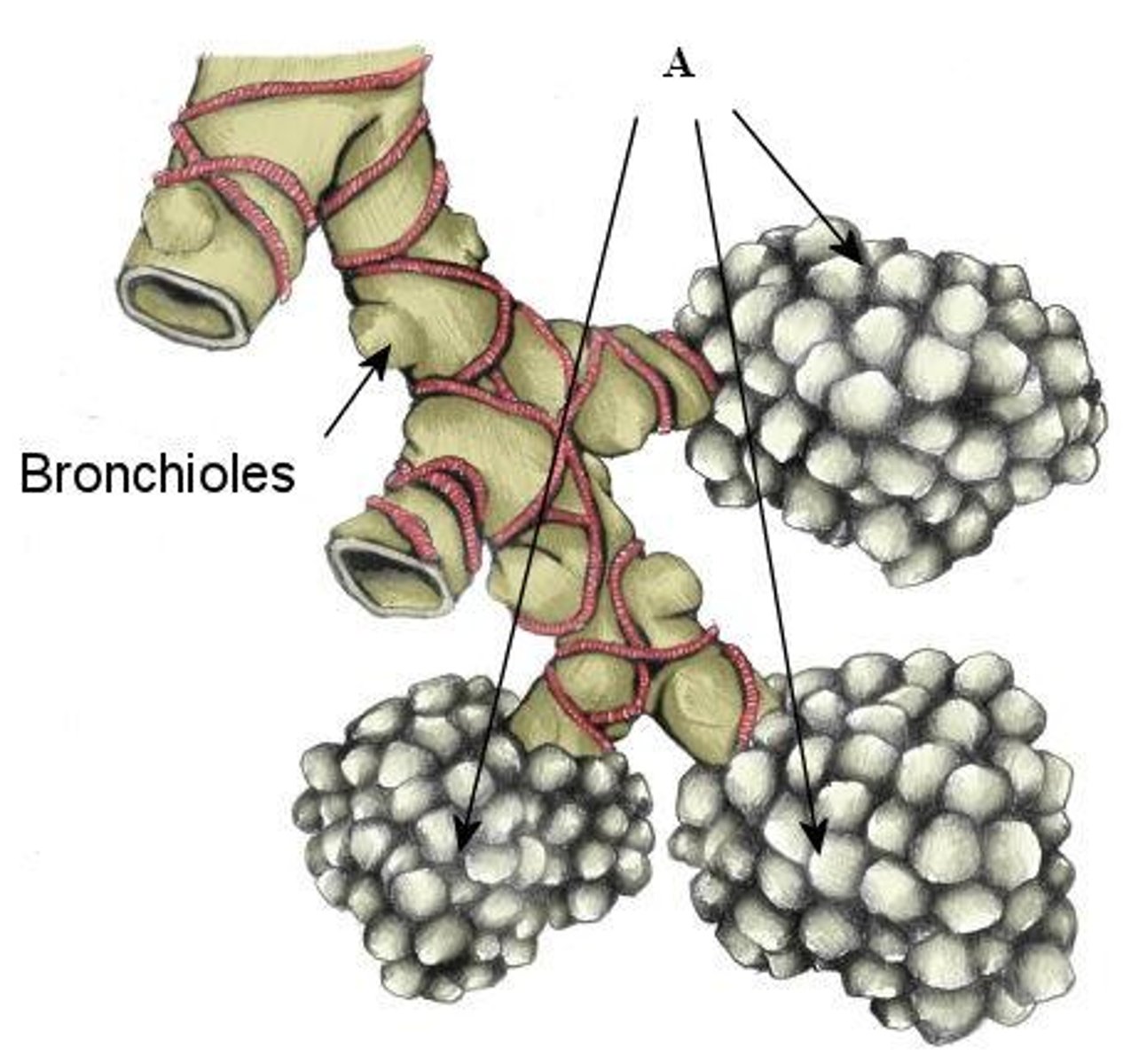 <p>Air sacs where gas exchange occurs</p><p>- Makes up most of the lungs</p>