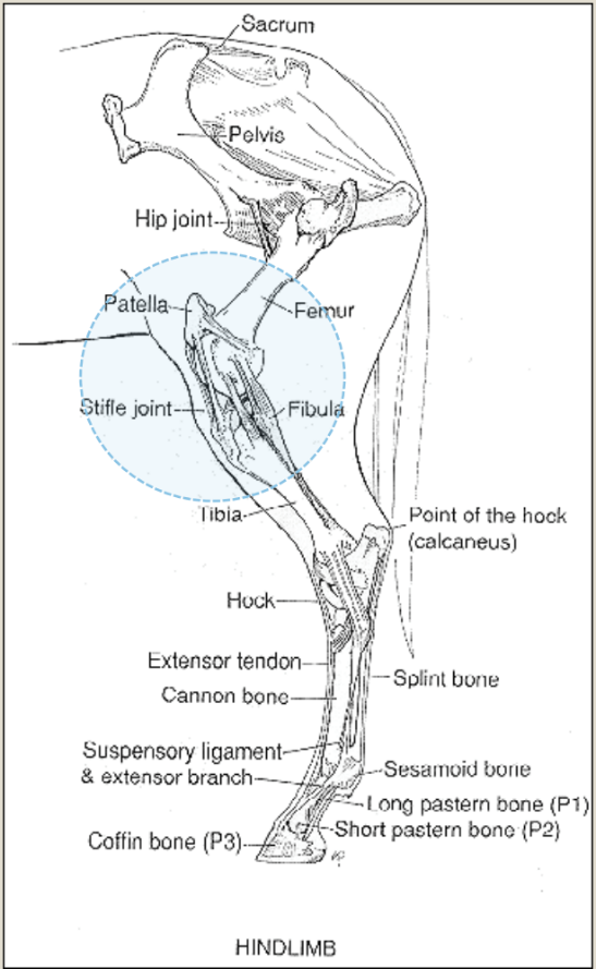 <p>Equine Terminology </p>