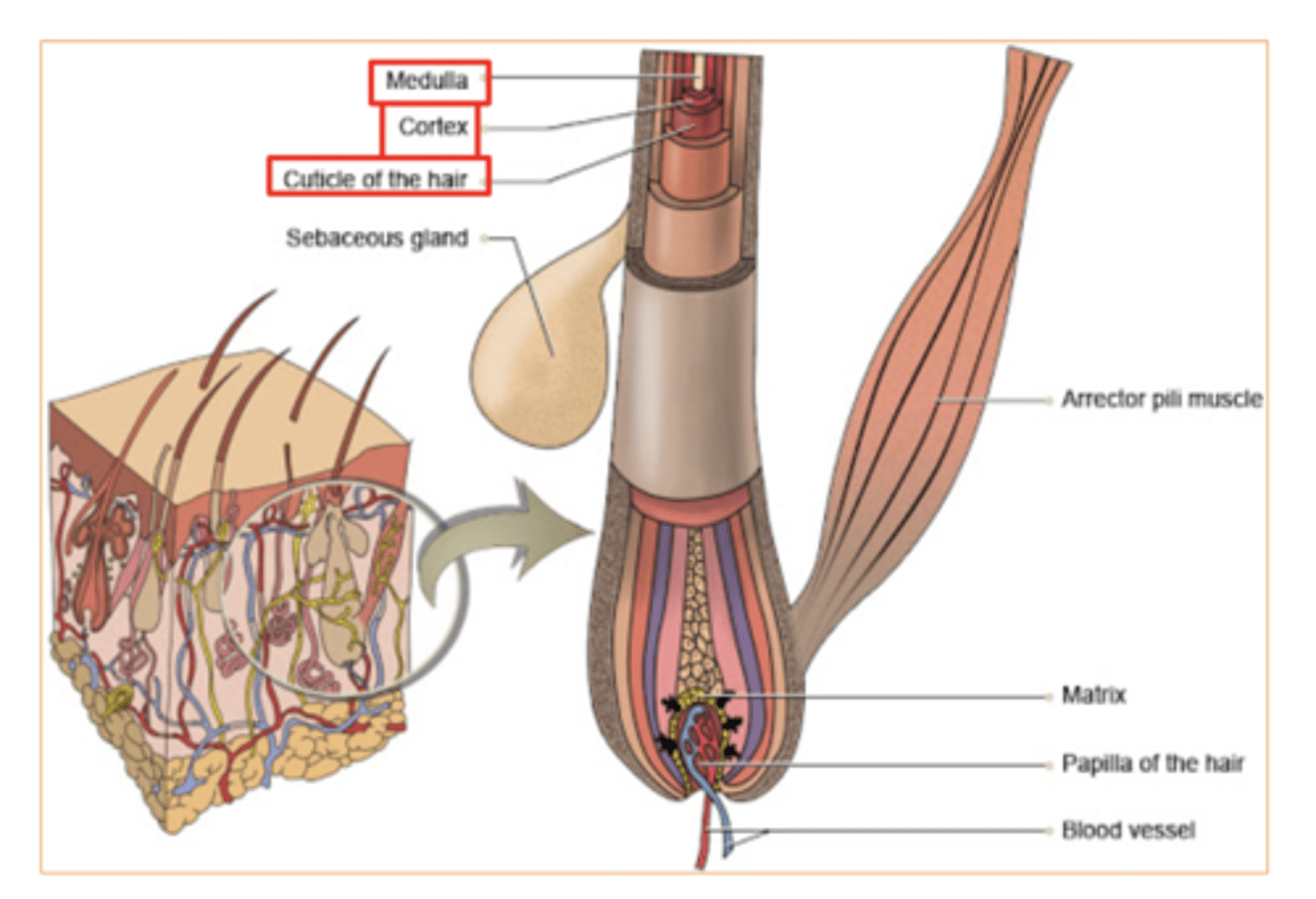 <p>Medulla</p><p>Cortex</p><p>Cuticle</p>