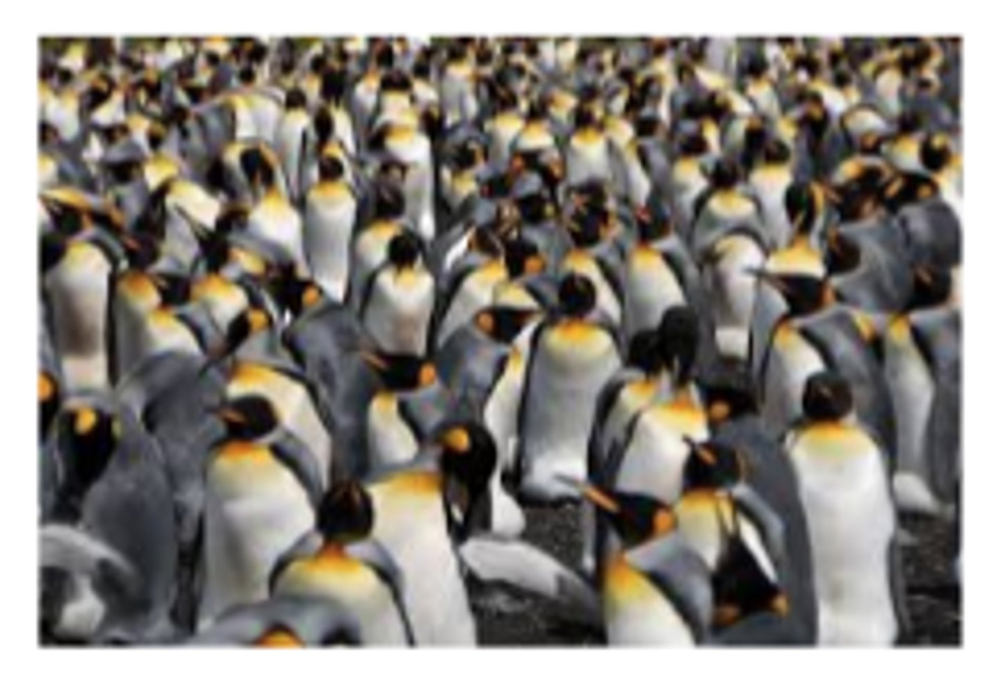 <p>Penguins</p>