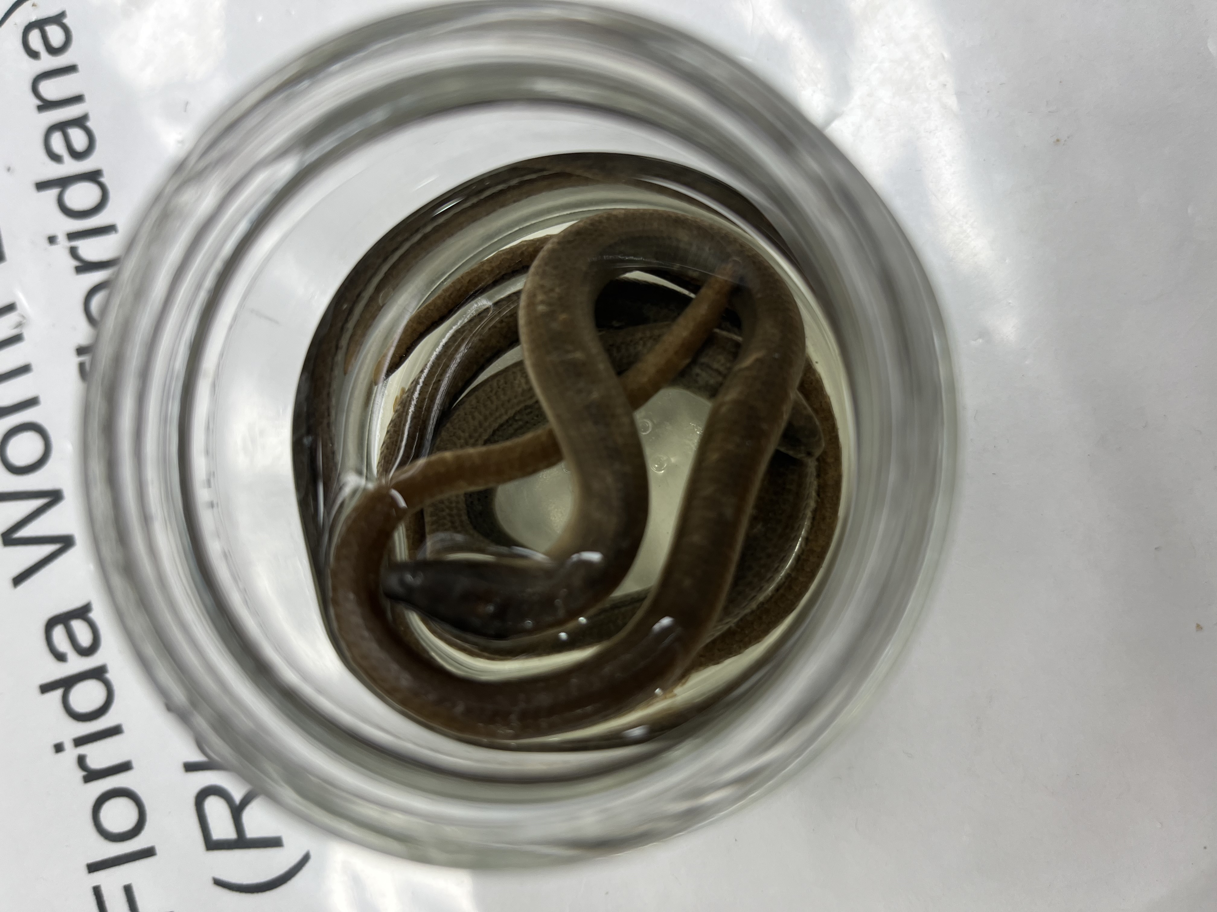 <ul><li><p>no limbs</p></li><li><p>grey and white</p></li><li><p>pointy head</p></li></ul><p></p>