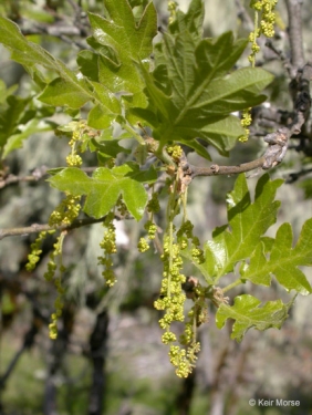 <p>Name this tree (scientific + common name)</p>