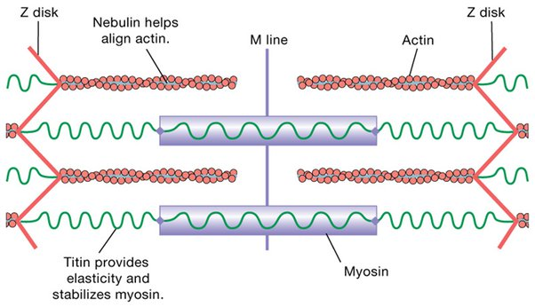 <p>During a contraction, sarcomeres shorten, and the 2 sides of the sarcomeres move towards the center. As a result, spring-like tension (potential energy) builds in titin. </p><p>Then, when the muscles relax, tension is released, and the sarcomere can undergo a contraction again. </p>