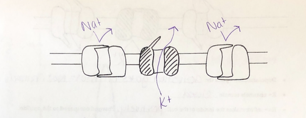 knowt flashcard image