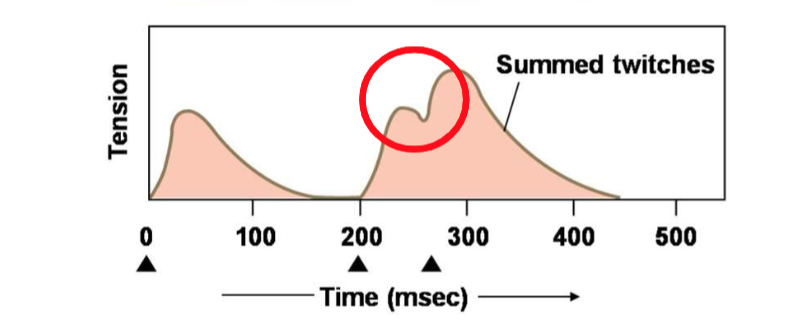 <p>With multiple AP in a muscle fibreā¦.</p>