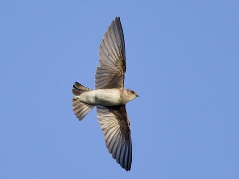 <p>Order:Passeriformes Family:Hirundinidae</p>