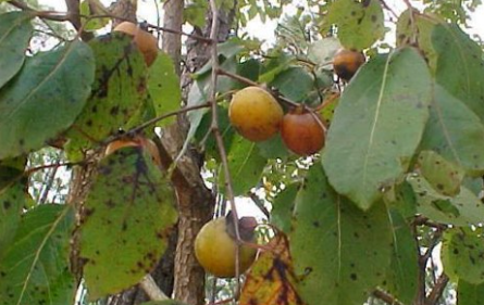 <p>What are the genus and specific epithet of this dioecious tree?</p><p></p>