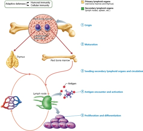 <p>by being able to recognize their one specific antigen</p><p><br></p>