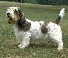 <p>Origin: France</p><p>Height: 15-17 in</p><p>Weight: 40-44 lbs</p><p>Life Span:12 yrs</p><p>Type: Scent Hound</p>