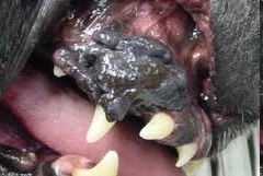 <p>Tumor or growth of pigmented skin cells</p>