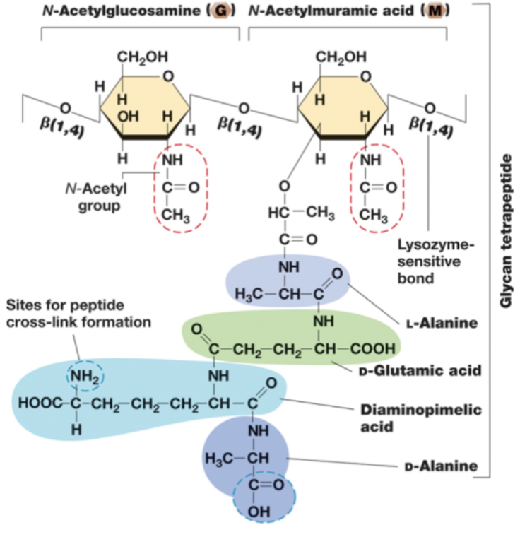 <ul><li><p>D-amino acids.</p><ul><li><p>Peptidases recognize L-amino acids.</p><ul><li><p>With peptidoglycan having D, it is resistant to peptidases.</p></li></ul></li><li><p>D-glutamic acid.</p></li><li><p>D-alanine.</p><ul><li><p>D is only found in peptidoglycan.</p></li></ul></li></ul></li><li><p>Meso-Diaminopimelic acid (DAP).</p><ul><li><p>Found in gram-negative bacteria only.</p></li></ul></li><li><p>L-Lysine.</p><ul><li><p>Found in gram-positive peptidoglycan.</p></li></ul></li></ul>