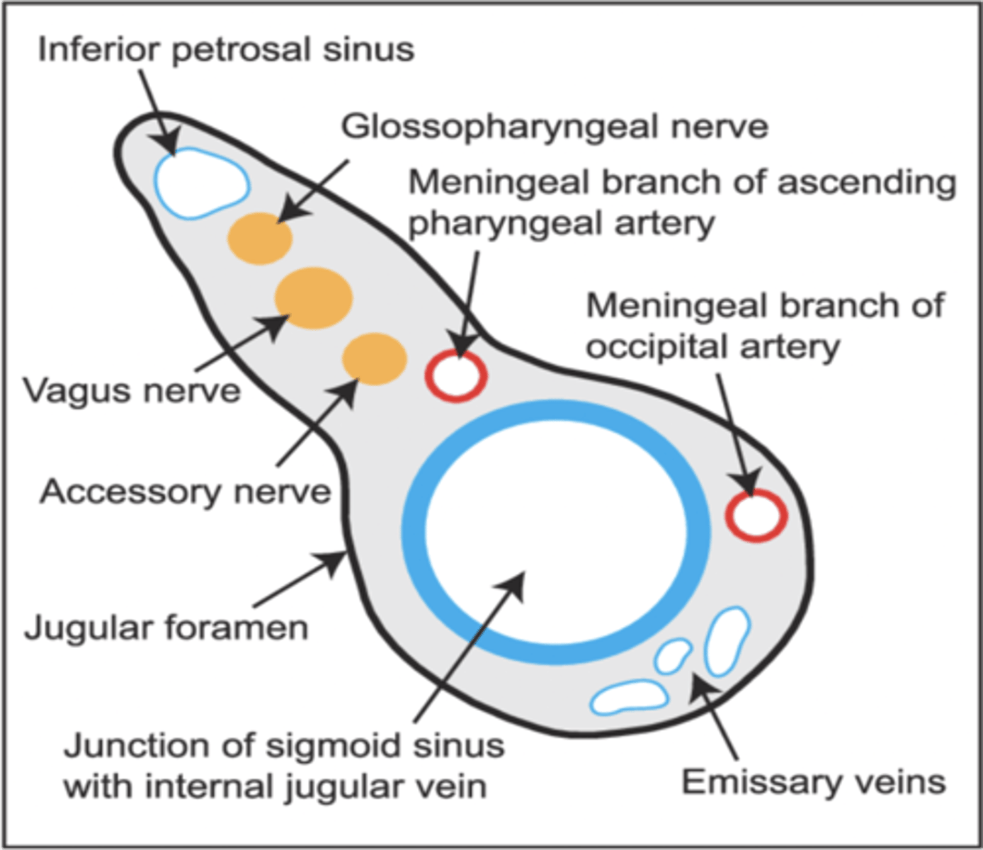 <p>Jugular foramen</p>