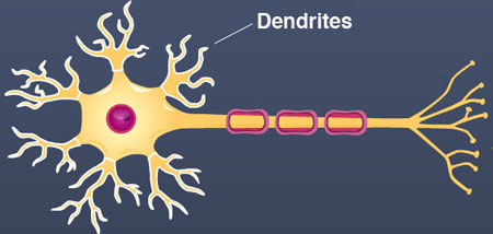 <p>Branchlike parts of a neuron that are specialized to receive information.</p>