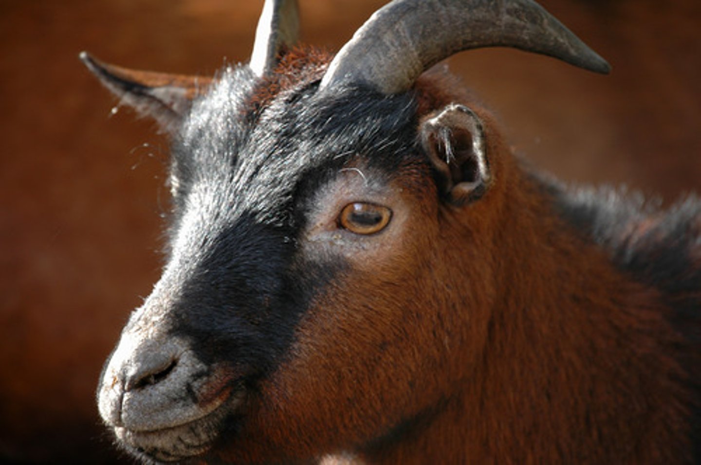 <p>goat</p>