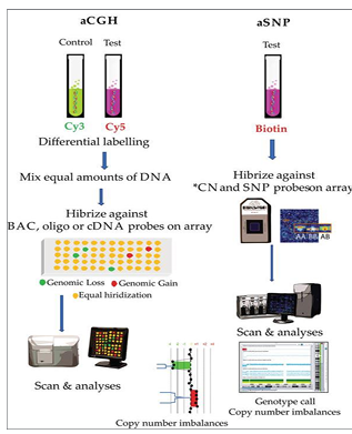<p>-genome-wide analysis technology used to assess DNA copy number variation (CNV) and in some cases copy-neutral alterations: loss of heterozygosity (LOH) and UPD</p><p>-first-tier test for evaluation of chromosomal imbalances associated with intellectual disability, autism, and/or multiple congenital abnormalities</p><p>-recommended for patients undergoing invasive prenatal diagnosis with fetal structural anomalies identified by ultrasound and in the evaluation of intrauterine fetal demise or stillbirth</p><p>-gives CNV info at high resolution, but can’t tell position</p>