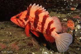 * 5-6 stripes
* solitary crevice dweller
* line on side