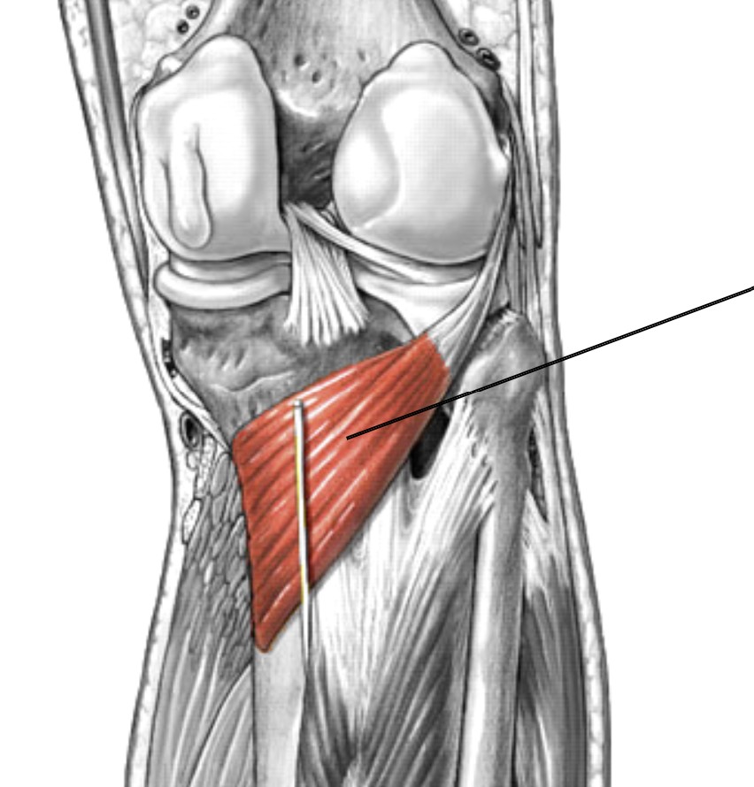 <p>Which muscle of the leg/knee is:</p><ul><li><p>Back of knee</p></li><li><p>Action: unlocks ext knee (flex)</p></li><li><p>Nerve: tibial</p></li></ul><p></p>