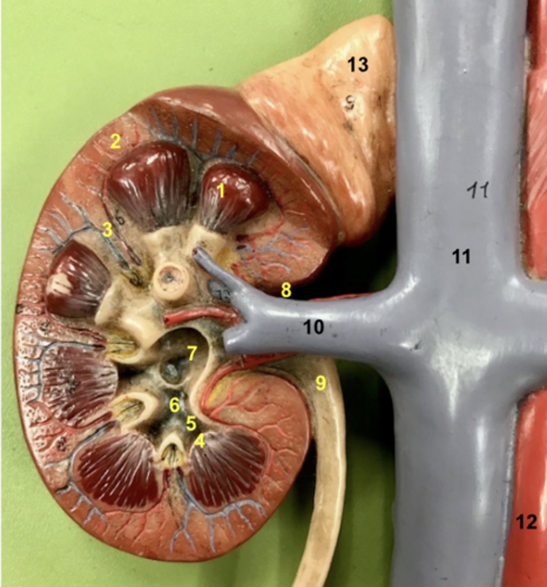 <p>This is a frontal section of the...</p>
