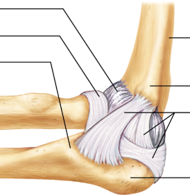 <p>Find the ulnar collateral ligament.</p>