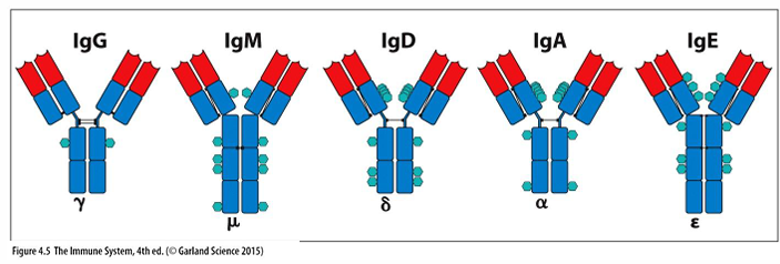 <p>-newly generated, antigen-inexperienced or “naive” B cells express IgM and IgD on their cell surface (first to come out of bone marrow)</p><p>-IgG, IgE, or IgA expressed on cell surface of antigen-activated B cells following Ig class switch</p>