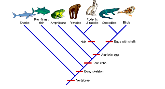 <p>Cladogram</p>