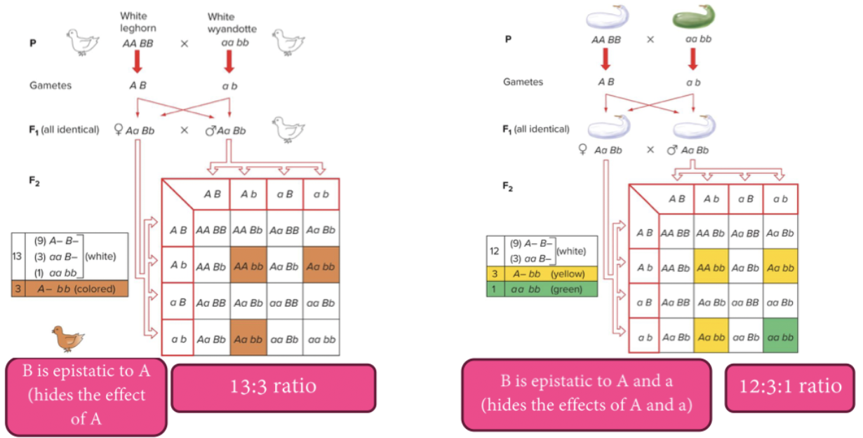 for the chickens, B hides the effects of both alleles of A.