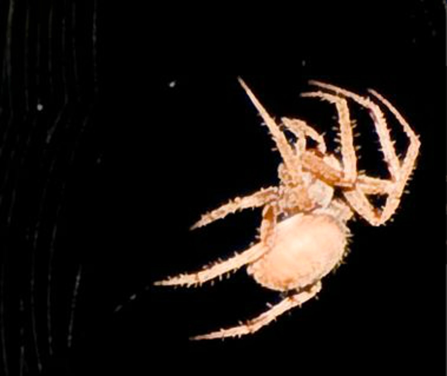 <p>Identify the Arachnid shown:</p>