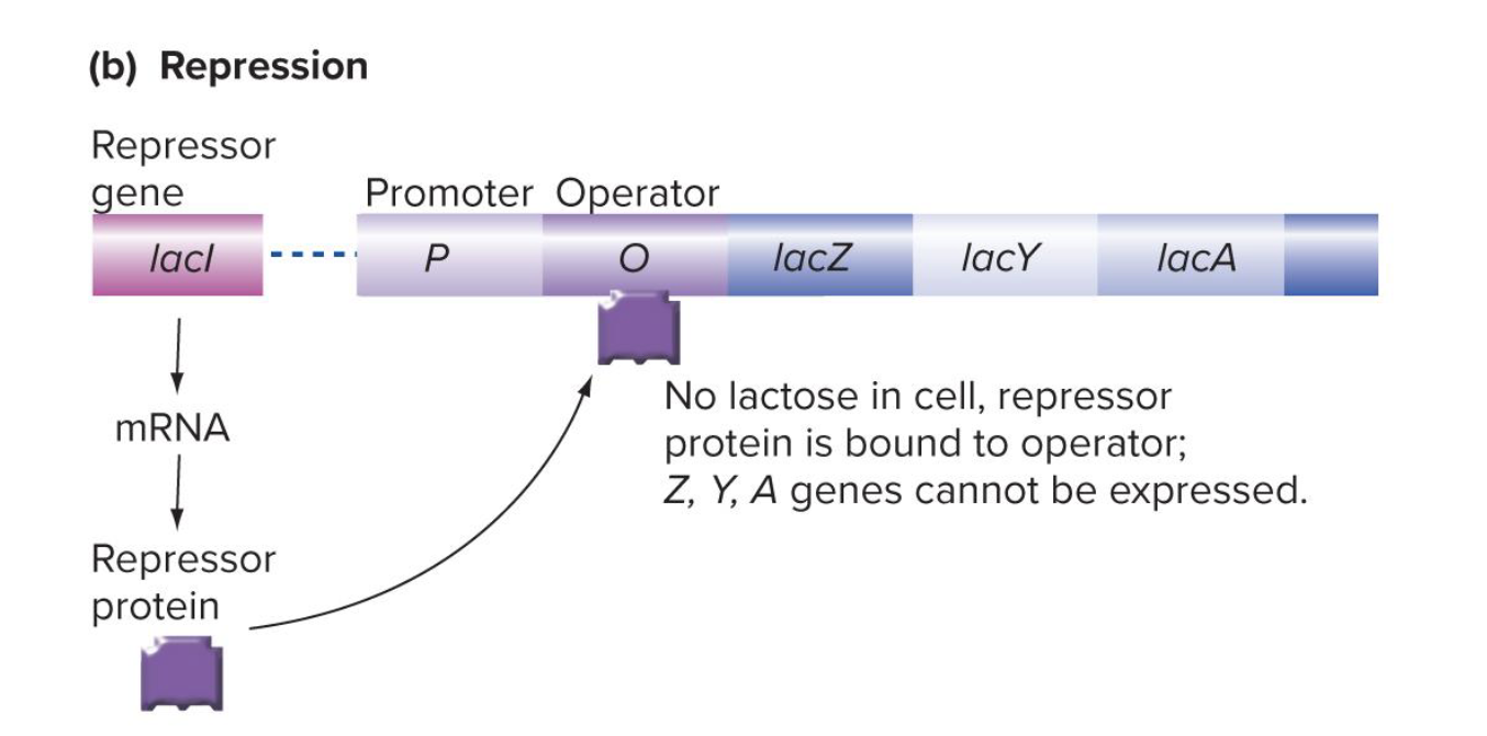 <p>has a specific sequence that binds to operator and inhibits transcription</p><ul><li><p>produced by gene lacI (which is not part of the lac operon)</p></li><li><p>in absence of lactose, repressor binds to operator and prevents transcription (rna pol cant bind to promoter)</p></li><li><p>lac repressor is a <strong>negative regulatory element</strong></p></li></ul><p></p>