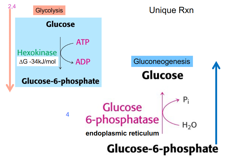 <p>- Glucose 6-phosphate is converted to glucose</p><p>- occurs in endoplasmic reticulum</p><p>- Glucose-6-phosphotase causes conversion of glucose-6-phosphate to glucose</p>