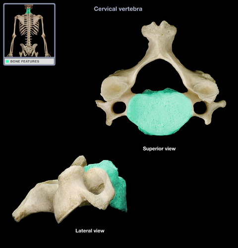 <p>large structure that supports weight of vertebral column</p>