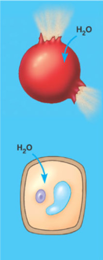 <ul><li><p>A solution with a low amount of solute relative to the other side of the membrane and a positive net movement of water</p></li></ul>
